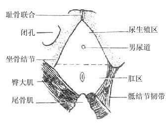 女人的陰户